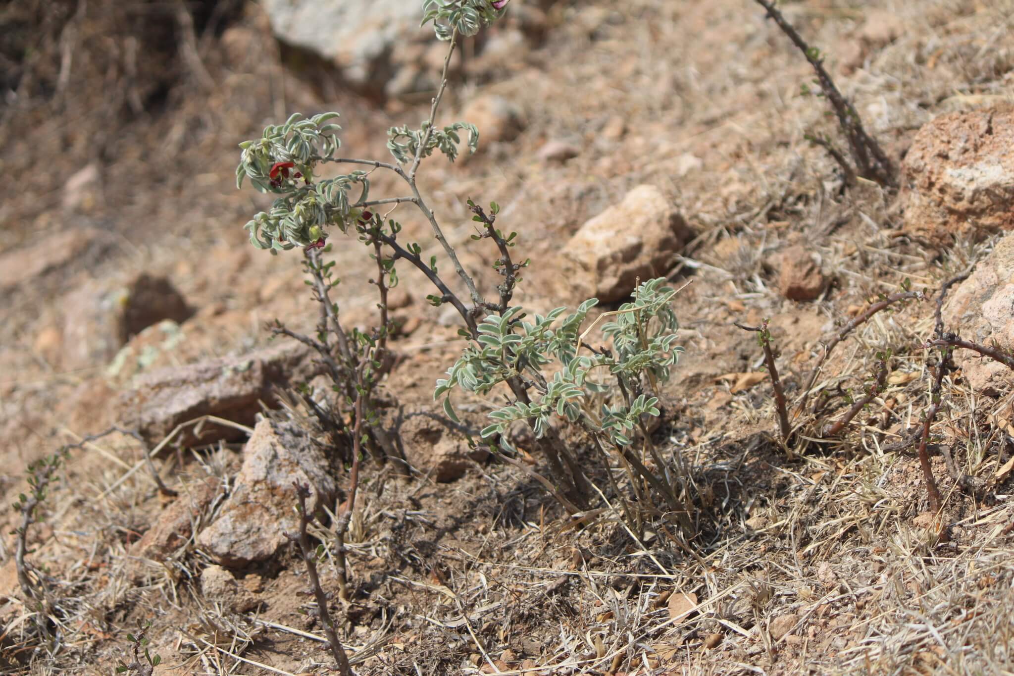 Brongniartia lupinoides 